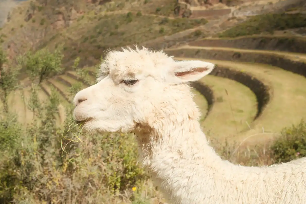 Alpaca